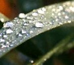 544475_droppe